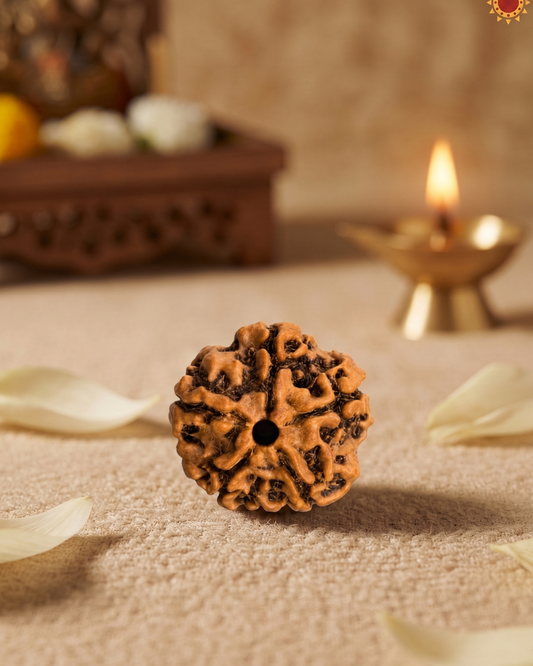 5 Mukhi Rudraksha (Natural | Nepal Origin)