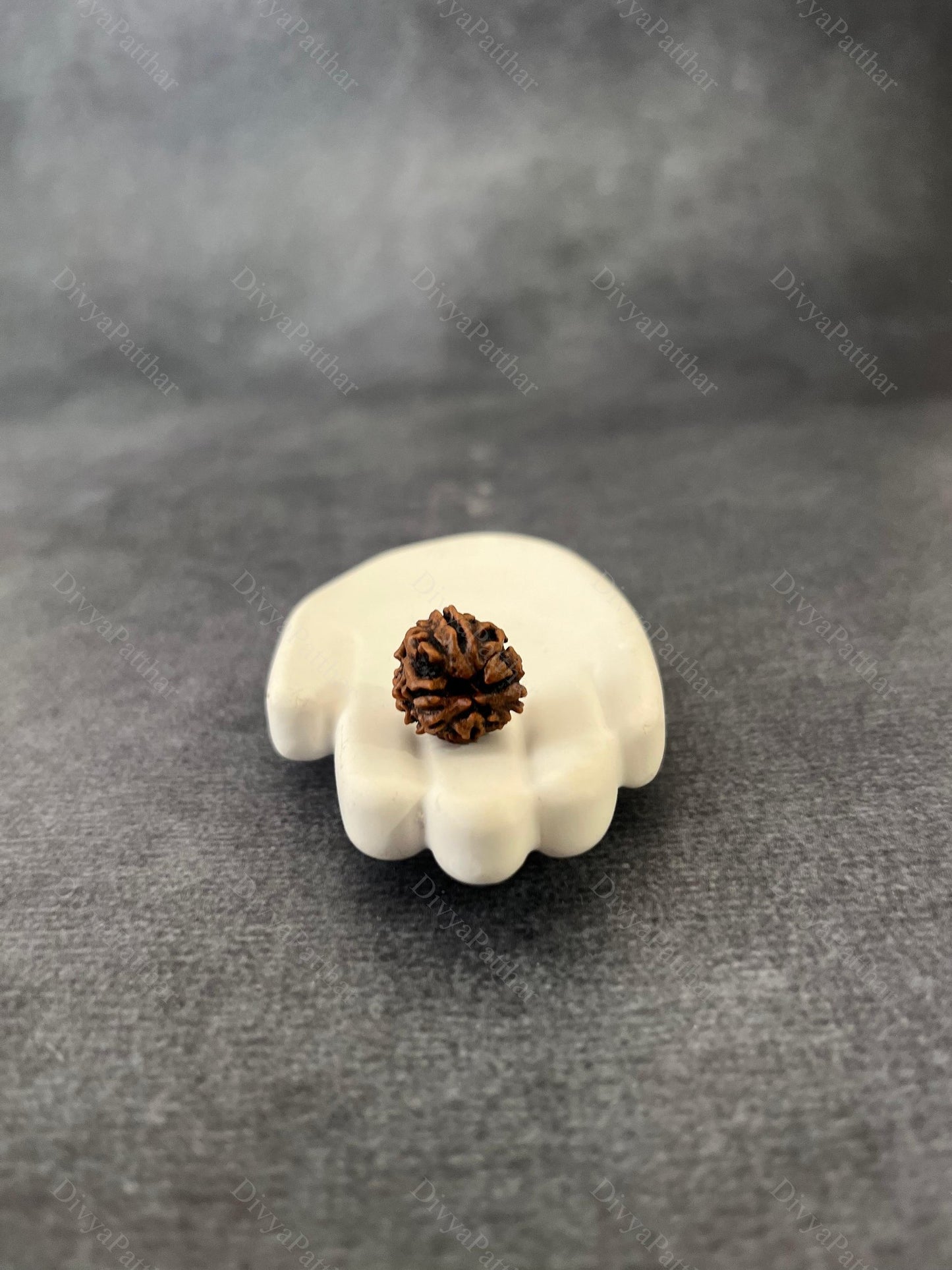 3 Mukhi Rudraksha (Natural | Nepal Origin)