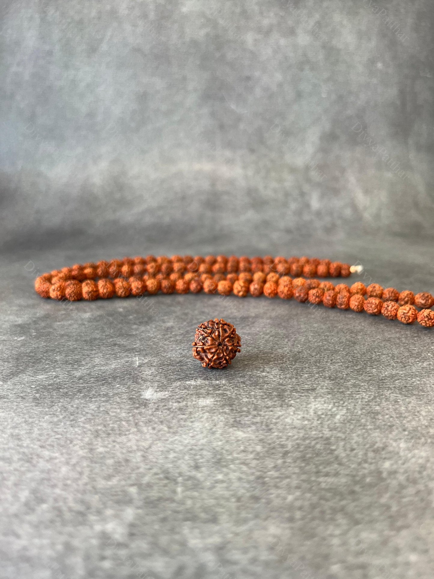 6 Mukhi Rudraksha (Natural | Nepal Origin)