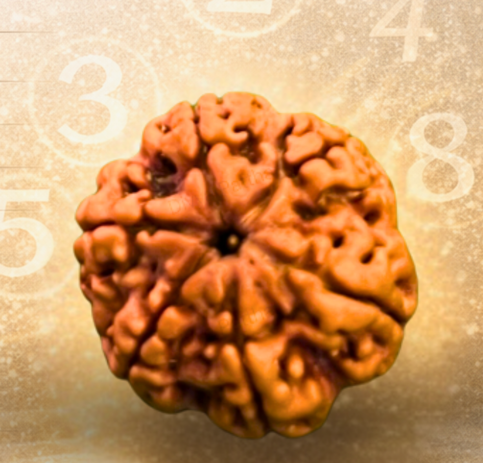 Moolank Rudraksha