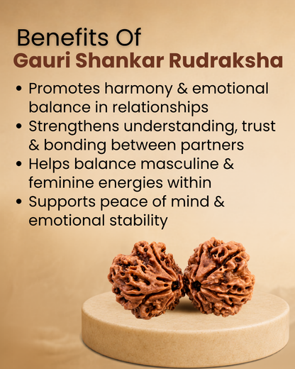 Gauri Shankar Rudraksha (Natural | Nepal Origin)