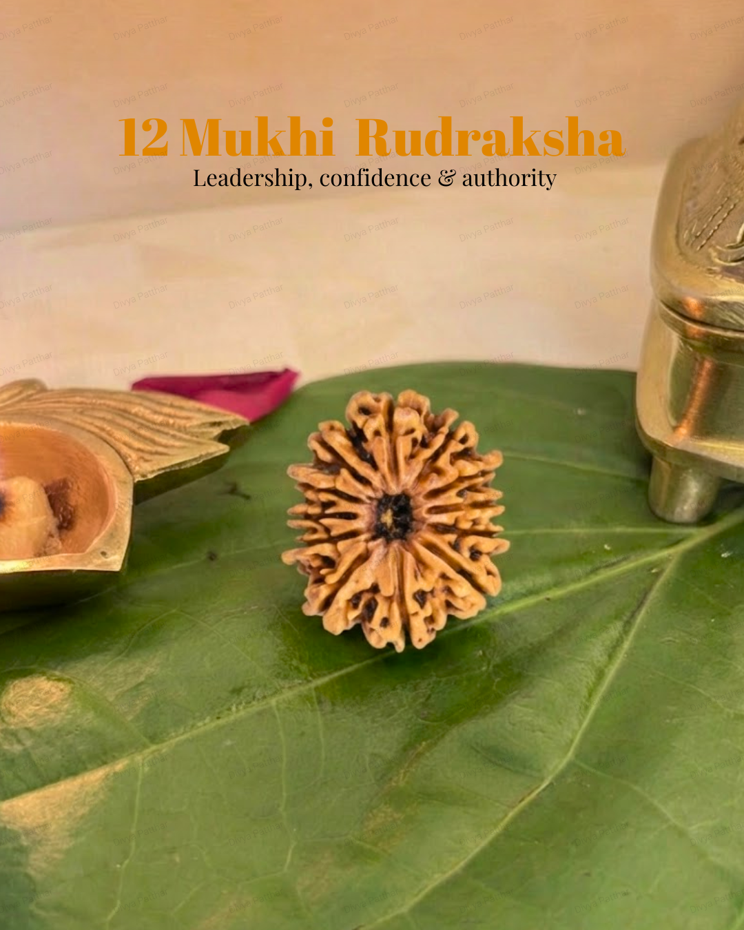 12 Mukhi Rudraksha (Natural | Nepal Origin)