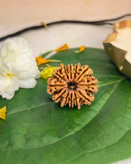 12 Mukhi Rudraksha (Natural | Nepal Origin)