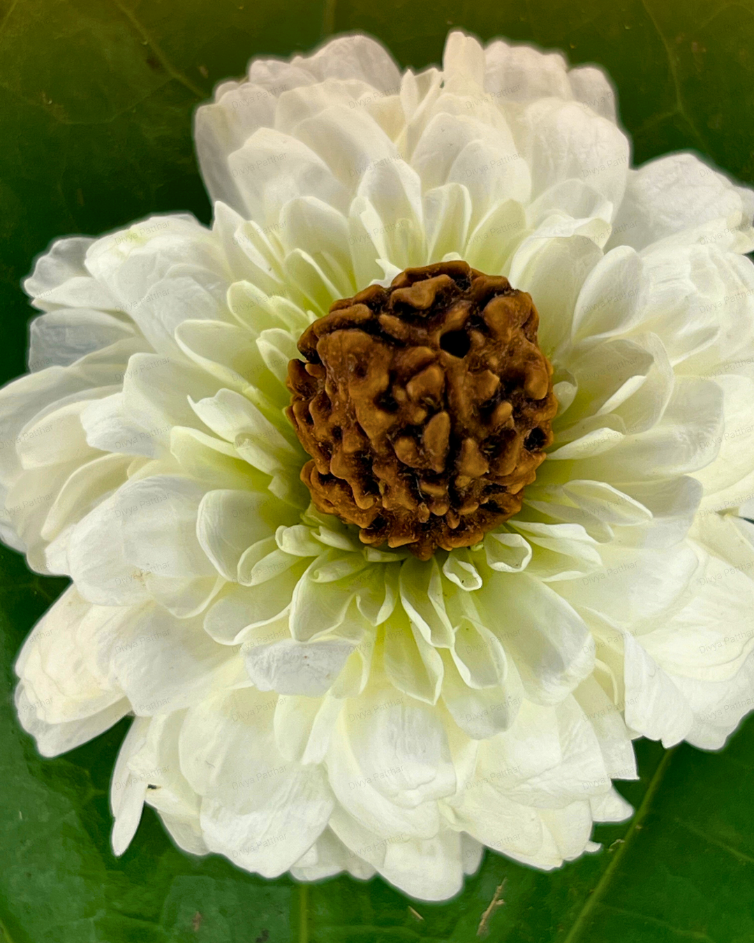 3 Mukhi Rudraksha (Natural | Nepal Origin)