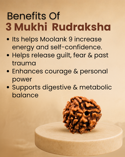 3 Mukhi Rudraksha for Moolank 9 and Action-Driven Souls Ruled by Mars (Natural | Nepal Origin)