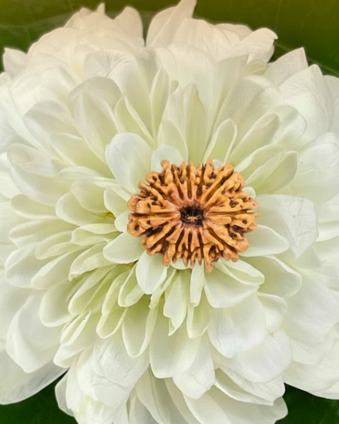 12 Mukhi Rudraksha (Natural | Nepal Origin)