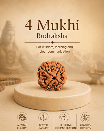 4 Mukhi Rudraksha (Natural | Nepal Origin)
