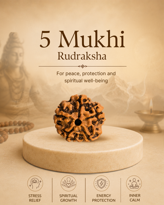 5 Mukhi Rudraksha (Natural | Nepal Origin)