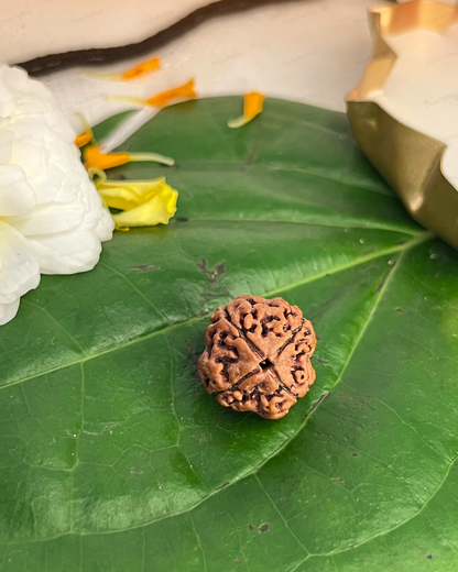 4 Mukhi Rudraksha (Natural | Nepal Origin)