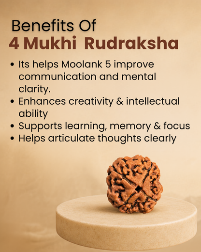 4 Mukhi Rudraksha for Moolank 5 and Intellect-Driven Minds Ruled by Mercury (Natural | Nepal Origin)
