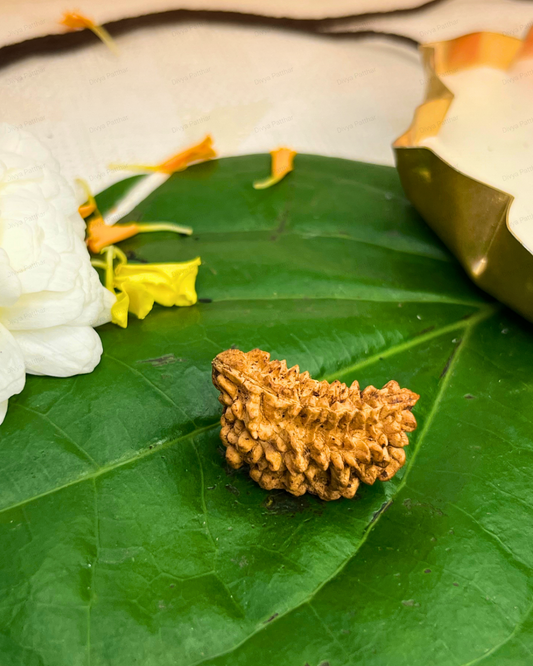 1 Mukhi Rudraksha for Moolank 1 and Leaders Ruled by Sun (Natural | Rameshwaram)
