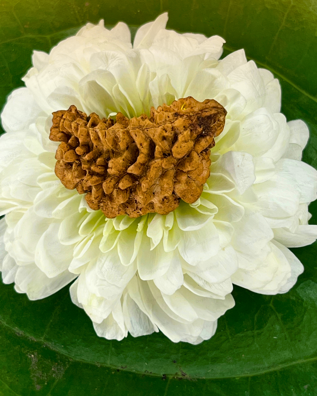 1 Mukhi Rudraksha for Moolank 1 and Leaders Ruled by Sun (Natural | Rameshwaram)