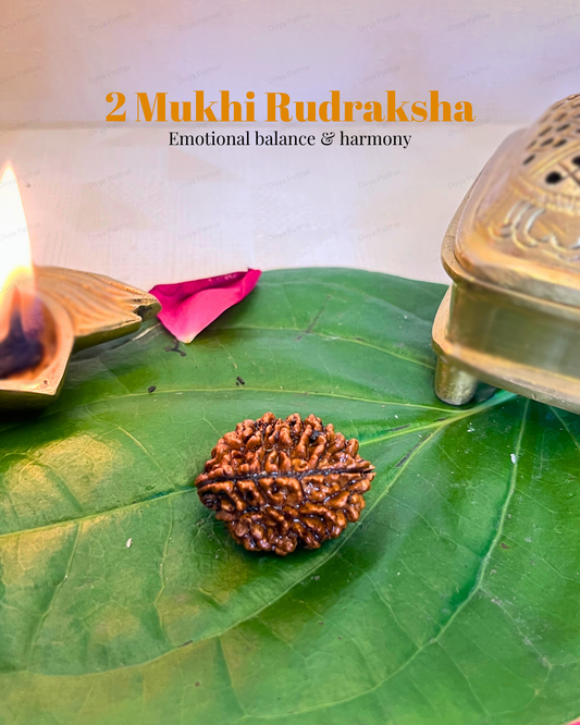 2 Mukhi Rudraksha for Moolank 2 and Emotionally Sensitive Souls Ruled by Moon (Natural | Nepal Origin)