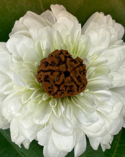 5 Mukhi Rudraksha (Natural | Nepal Origin)