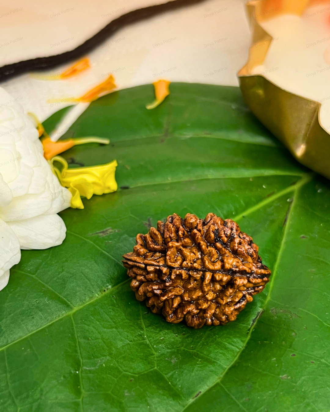 2 Mukhi Rudraksha for Moolank 2 and Emotionally Sensitive Souls Ruled by Moon (Natural | Nepal Origin)