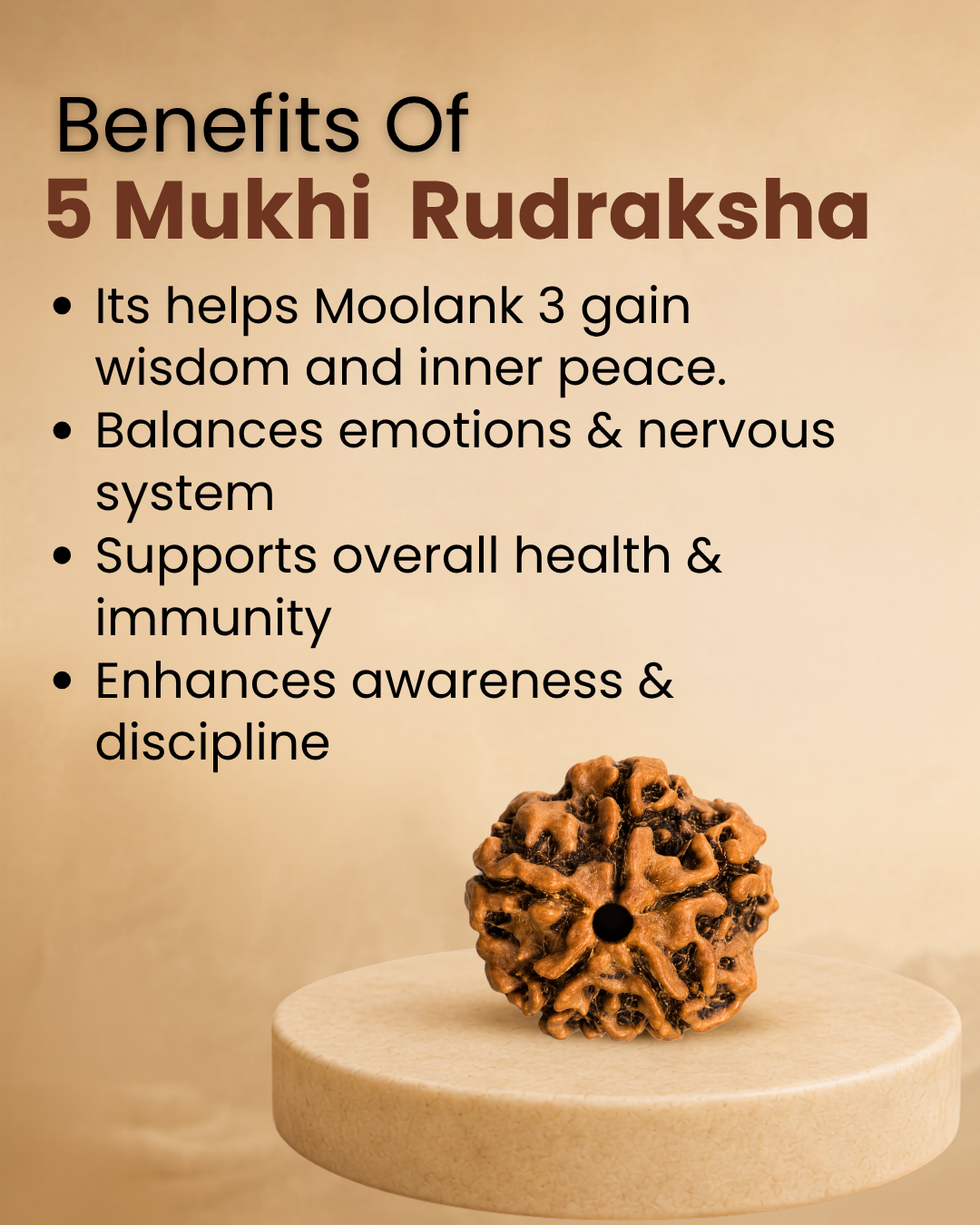 5 Mukhi Rudraksha for Moolank 3 and Wisdom Seekers Ruled by Jupiter (Natural | Nepal Origin)