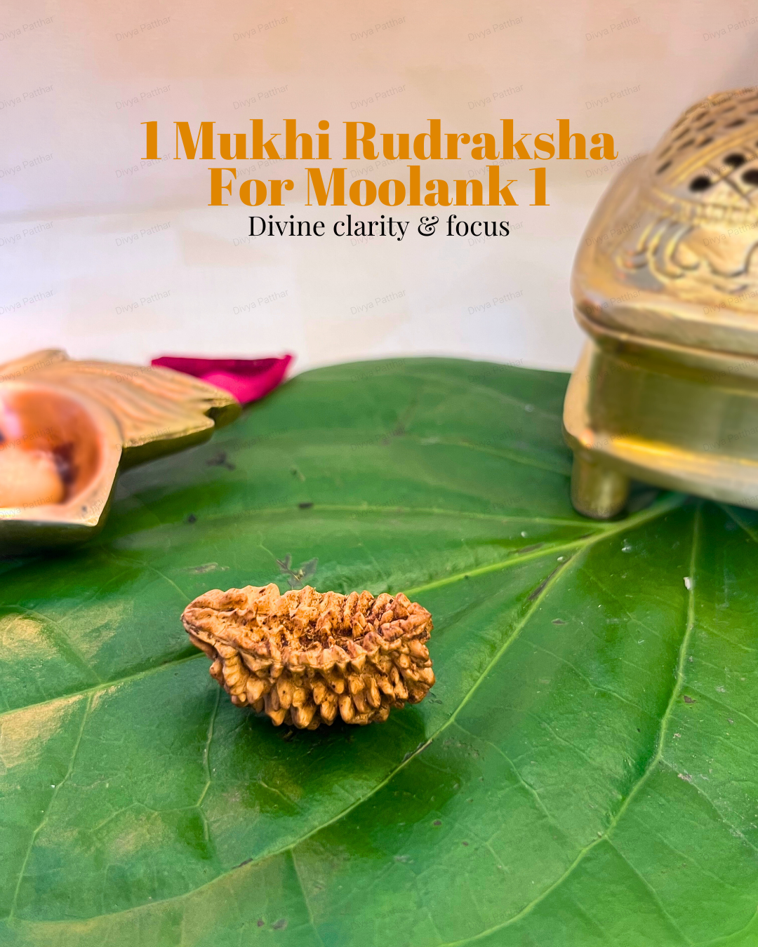 1 Mukhi Rudraksha for Moolank 1 and Leaders Ruled by Sun (Natural | Rameshwaram)