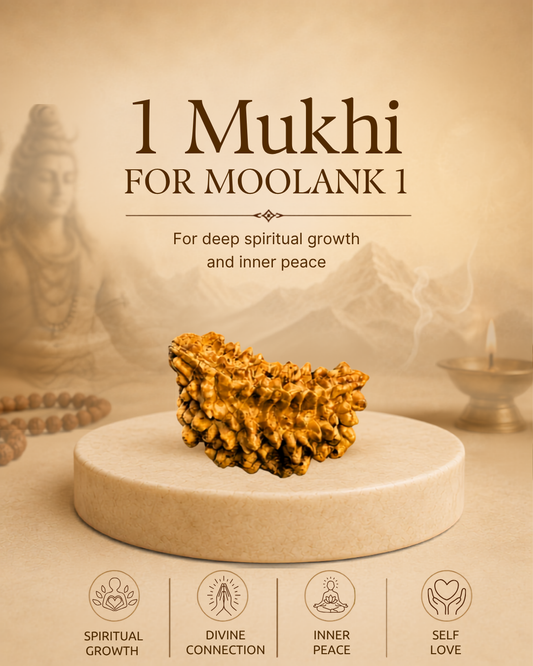 1 Mukhi Rudraksha for Moolank 1 and Leaders Ruled by Sun (Natural | Rameshwaram)