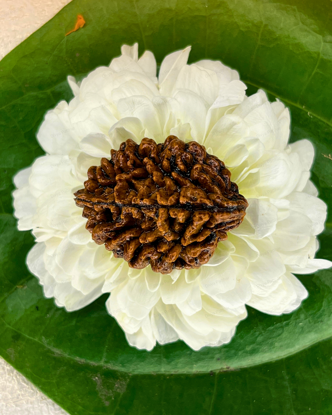 2 Mukhi Rudraksha for Moolank 2 and Emotionally Sensitive Souls Ruled by Moon (Natural | Nepal Origin)