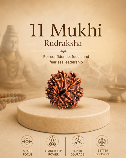 11 Mukhi Rudraksha (Natural | Nepal Origin)