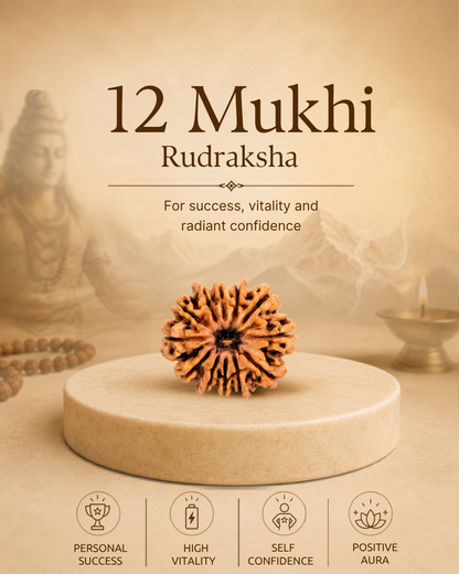 12 Mukhi Rudraksha (Natural | Nepal Origin)