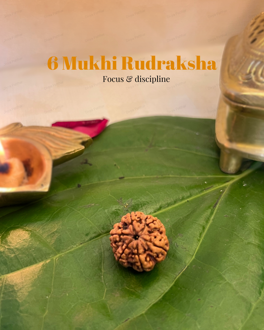 6 Mukhi Rudraksha (Natural | Nepal Origin)
