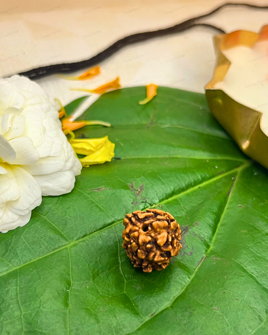 3 Mukhi Rudraksha for Moolank 9 and Action-Driven Souls Ruled by Mars (Natural | Nepal Origin)