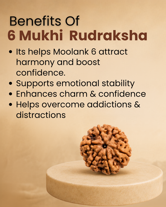 6 Mukhi Rudraksha for Moolank 6 and Harmony Seekers Ruled by Venus (Natural | Nepal Origin)