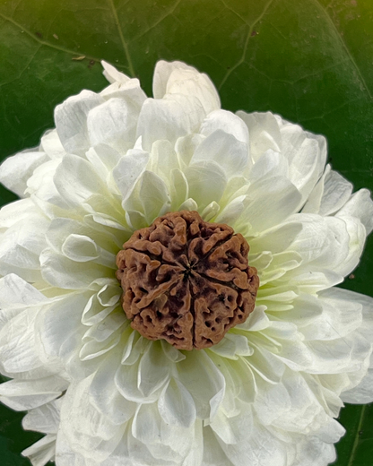 6 Mukhi Rudraksha (Natural | Nepal Origin)
