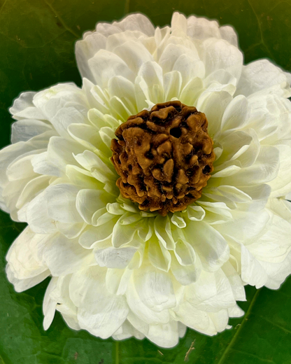 3 Mukhi Rudraksha for Moolank 9 and Action-Driven Souls Ruled by Mars (Natural | Nepal Origin)