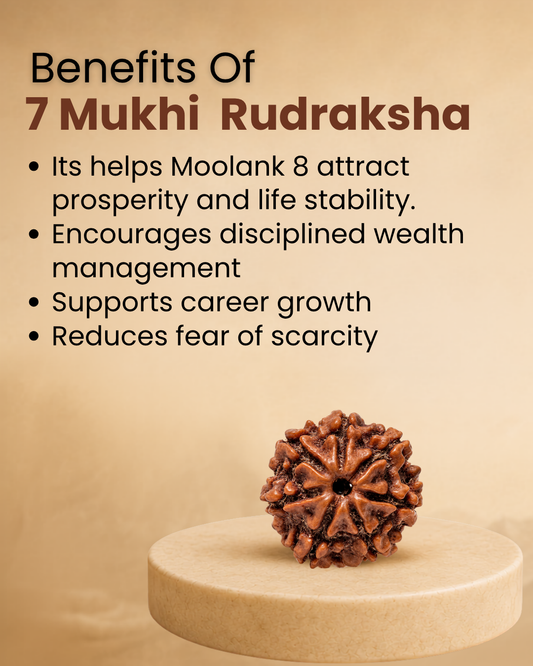 7 Mukhi Rudraksha for Moolank 8 and Discipline Seekers Ruled by Saturn (Natural | Nepal Origin)