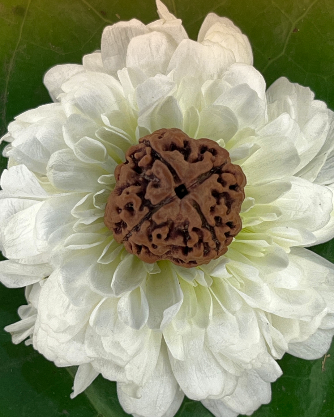 4 Mukhi Rudraksha for Moolank 5 and Intellect-Driven Minds Ruled by Mercury (Natural | Nepal Origin)
