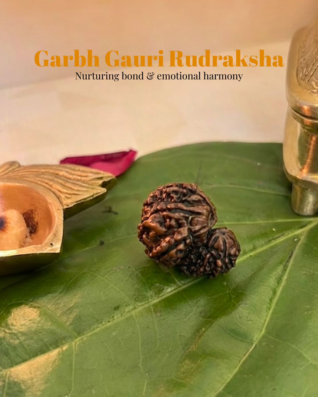 Garbh Gauri Rudraksha (Natural | Nepal Origin)