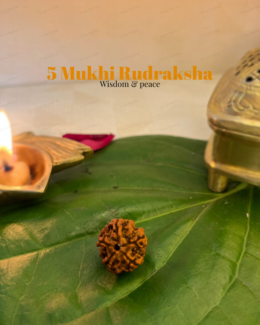 5 Mukhi Rudraksha for Moolank 3 and Wisdom Seekers Ruled by Jupiter (Natural | Nepal Origin)