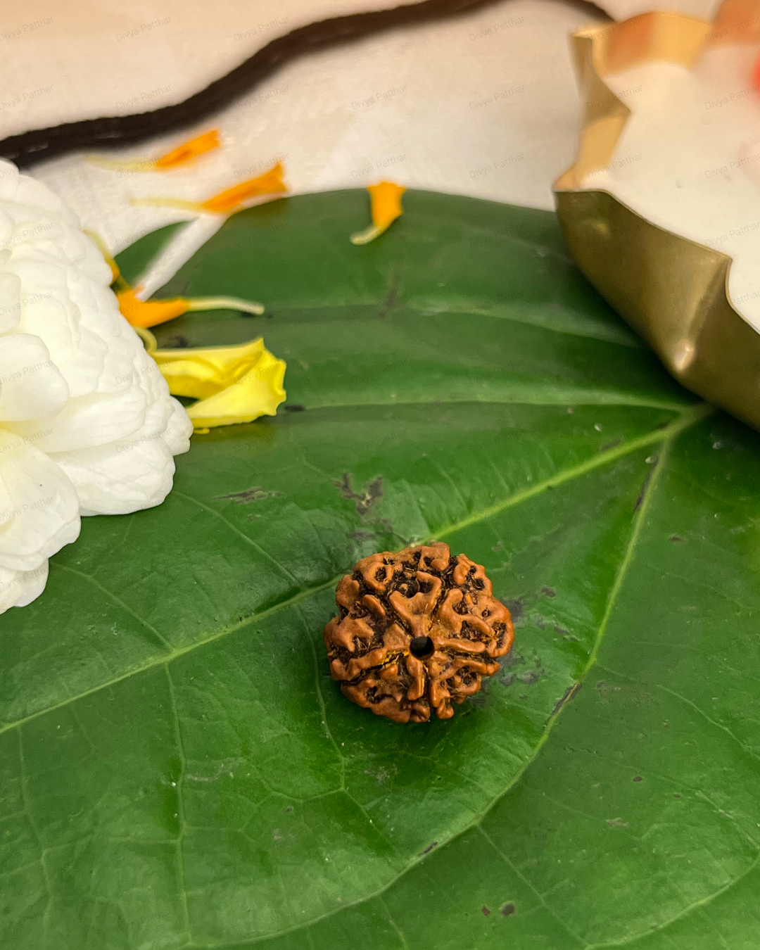 5 Mukhi Rudraksha for Moolank 3 and Wisdom Seekers Ruled by Jupiter (Natural | Nepal Origin)