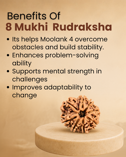 8 Mukhi Rudraksha for Moolank 4 and Problem Solvers Ruled by Rahu (Natural | Nepal Origin)
