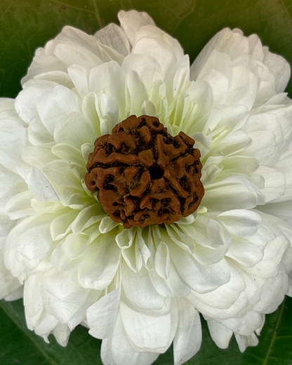 5 Mukhi Rudraksha for Moolank 3 and Wisdom Seekers Ruled by Jupiter (Natural | Nepal Origin)