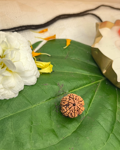 6 Mukhi Rudraksha for Moolank 6 and Harmony Seekers Ruled by Venus (Natural | Nepal Origin)