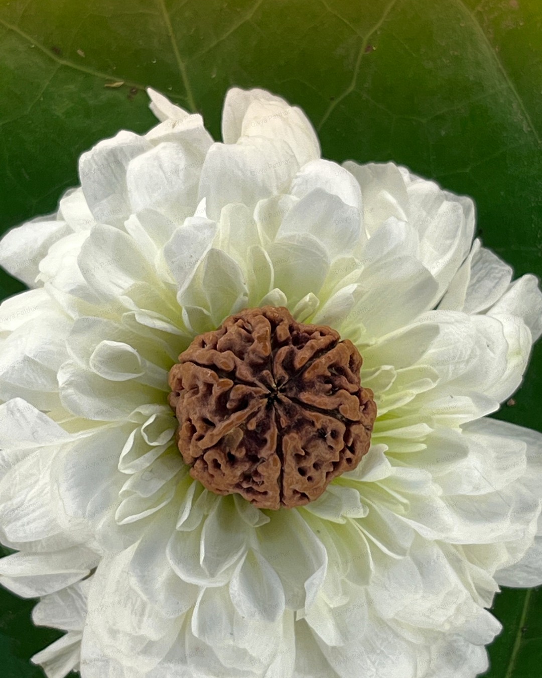 6 Mukhi Rudraksha for Moolank 6 and Harmony Seekers Ruled by Venus (Natural | Nepal Origin)