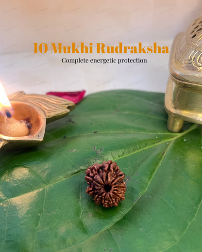 10 Mukhi Rudraksha (Natural | Nepal Origin)