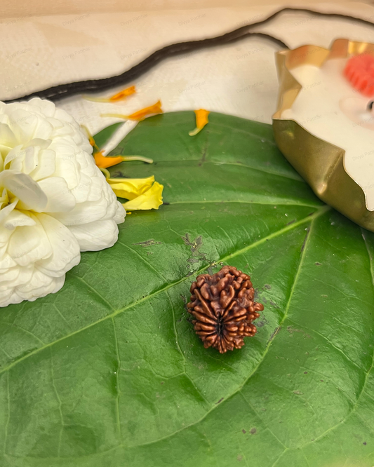 10 Mukhi Rudraksha (Natural | Nepal Origin)