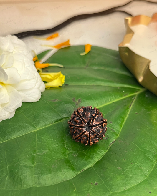 7 Mukhi Rudraksha for Moolank 8 and Discipline Seekers Ruled by Saturn (Natural | Nepal Origin)