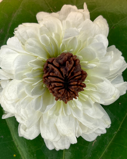 10 Mukhi Rudraksha (Natural | Nepal Origin)