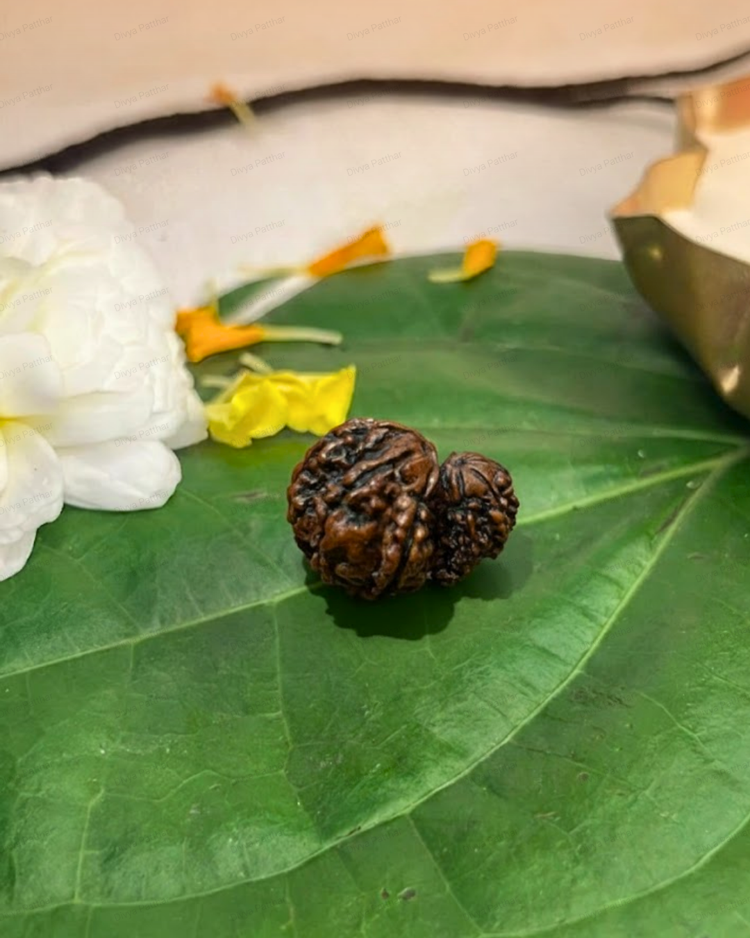 Garbh Gauri Rudraksha (Natural | Nepal Origin)