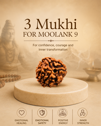 3 Mukhi Rudraksha for Moolank 9 and Action-Driven Souls Ruled by Mars (Natural | Nepal Origin)