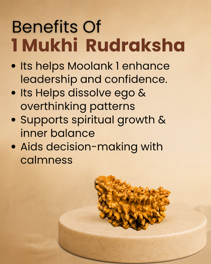 1 Mukhi Rudraksha for Moolank 1 and Leaders Ruled by Sun (Natural | Rameshwaram)