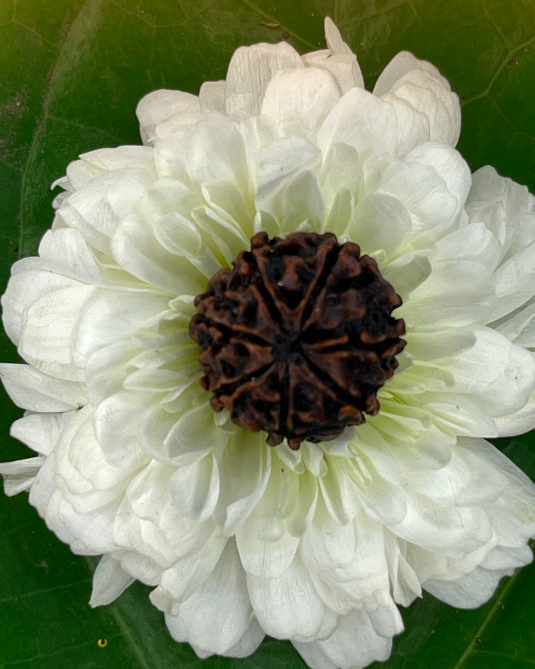 7 Mukhi Rudraksha for Moolank 8 and Discipline Seekers Ruled by Saturn (Natural | Nepal Origin)
