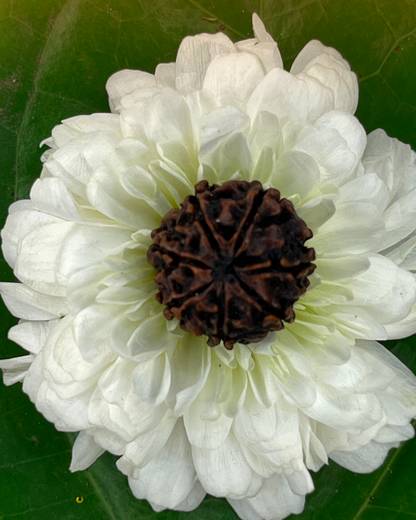7 Mukhi Rudraksha for Moolank 8 and Discipline Seekers Ruled by Saturn (Natural | Nepal Origin)
