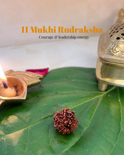 11 Mukhi Rudraksha (Natural | Nepal Origin)