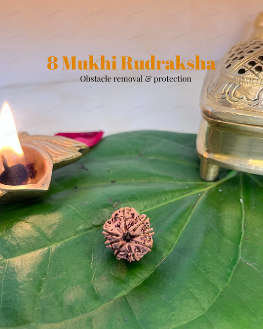 8 Mukhi Rudraksha for Moolank 4 and Problem Solvers Ruled by Rahu (Natural | Nepal Origin)